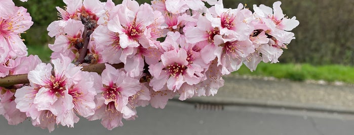 Almond Blossom Festival Gimmeldingen is one of Saisonale Venues.