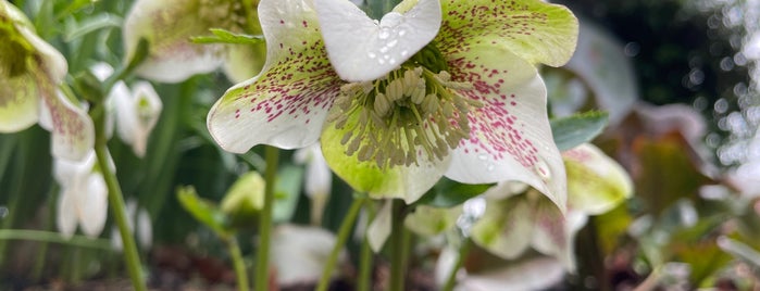 University of Bristol Botanic Garden is one of Brstl.