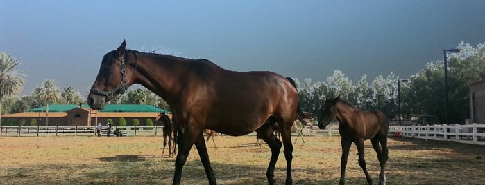 Al Khalediah Farm is one of Tempat yang Disukai Soly.