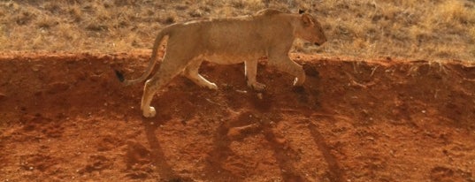 Tsavo East National Park is one of My all time favourite check-ins.