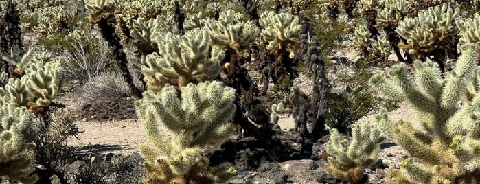 Cholla Cactus Garden is one of Joshua tree.