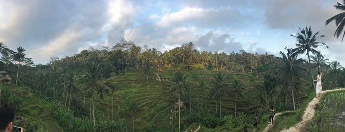 Tegallalang Rice Terraces is one of Tempat yang Disukai Ugur Kagan.