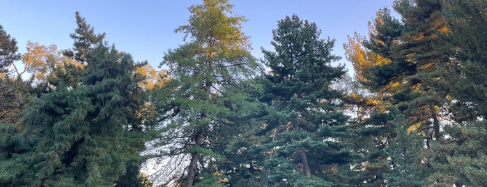 Arthur Ross Pinetum is one of Playgrounds.