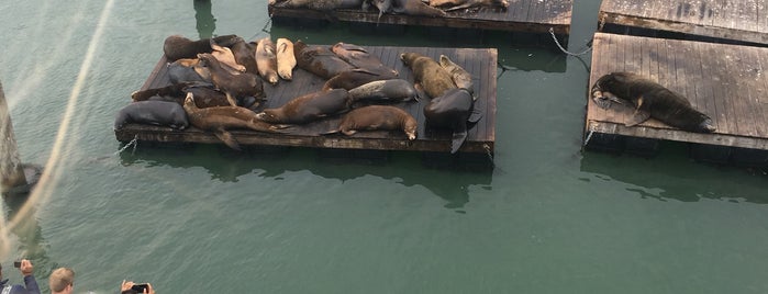 Sea Lions is one of jiresell’s Liked Places.