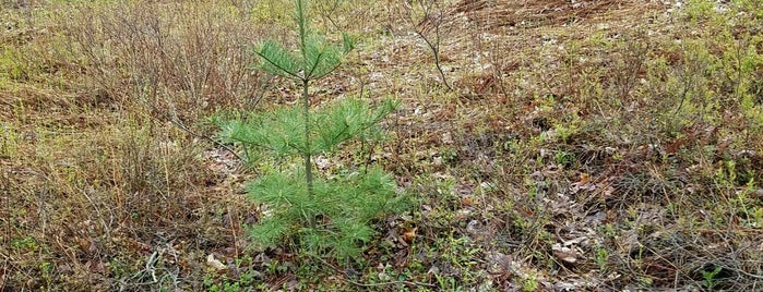 Moshannon State Forest is one of Date Ideas ~ 3.