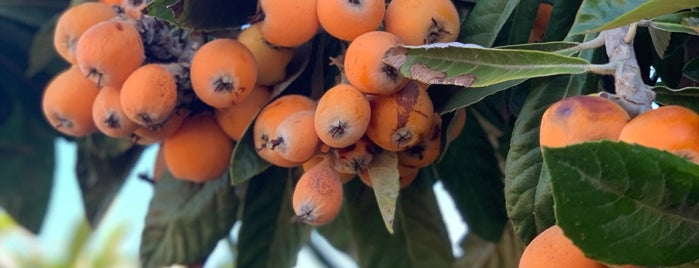 Bacchini's Fruit Tree is one of SFBayArea_FamilyPlaces.