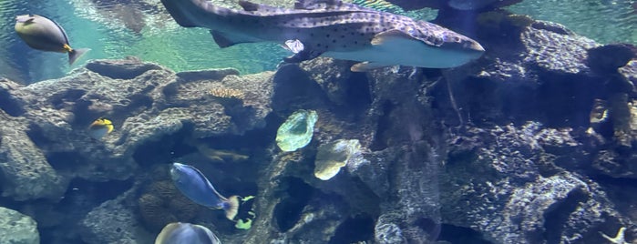 Shark Reef Aquarium is one of Quirky Vegas.