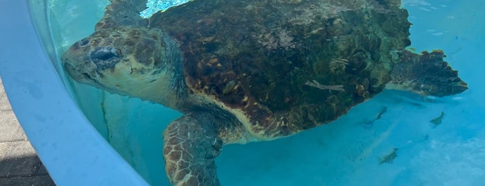 Loggerhead Marinelife Center is one of Florida Places.