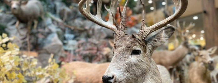 Cabela's is one of Aimee’s Liked Places.