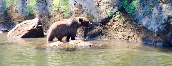 Khutzeymateen Grizzly Bear Sanctuary is one of Alberta & British Columbia / Kanada.