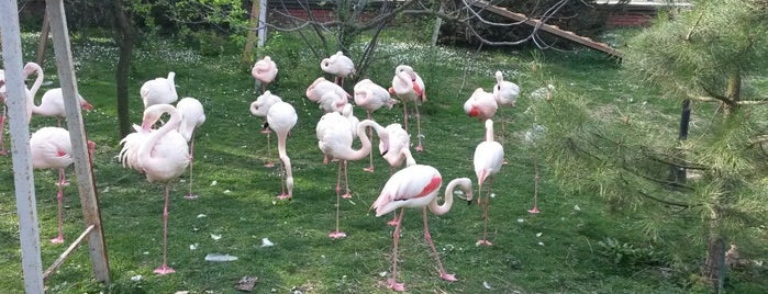 Çanakçılar Hayvanat Bahçesi is one of Posti che sono piaciuti a Yasemin.