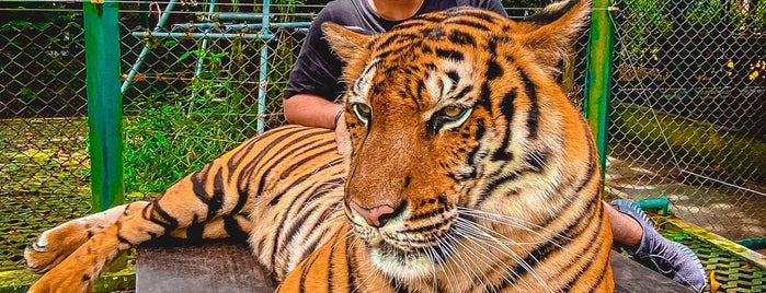 Tiger Kingdom is one of Phuket.