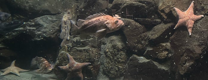 Seaside Aquarium is one of Oregon Faves.