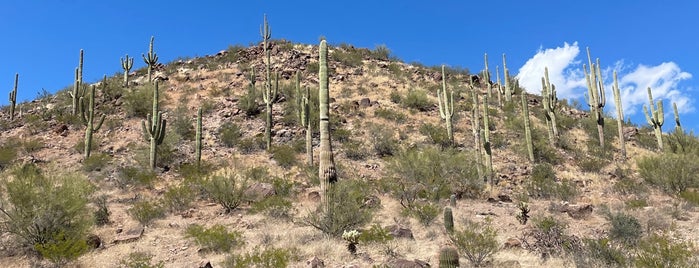 Saguaro National Park NE Access Point is one of Outdoors.