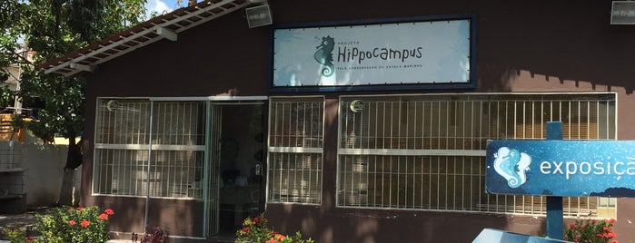 Hippocampus is one of Quando estive em Recife - PE eu fui.