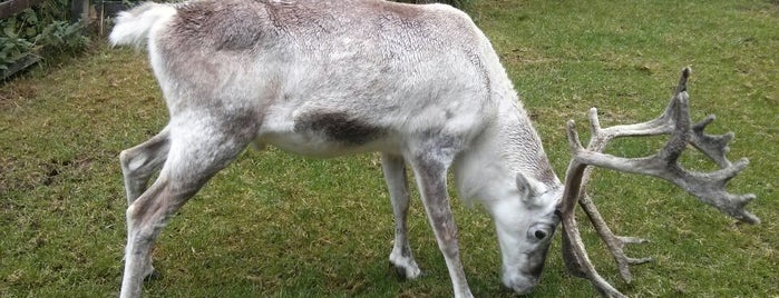 Cairngorm Reindeer Centre is one of Highlands <3.