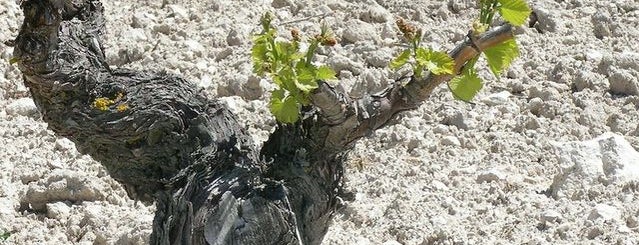 Dominio Romano Wines is one of Wine Tourism Parés Baltà.