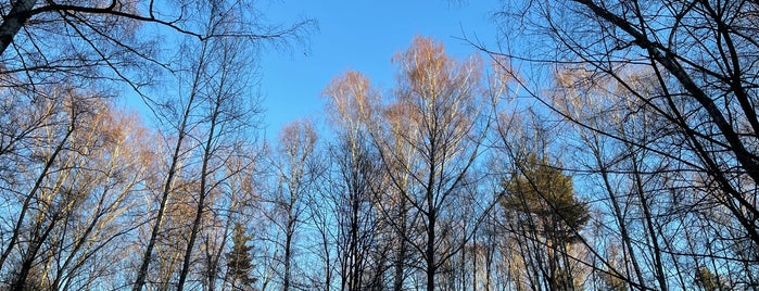 Алёшкинский лесопарк is one of Парки.