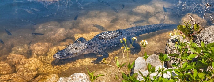 Everglades National Park is one of Tempat yang Disukai Carlota.