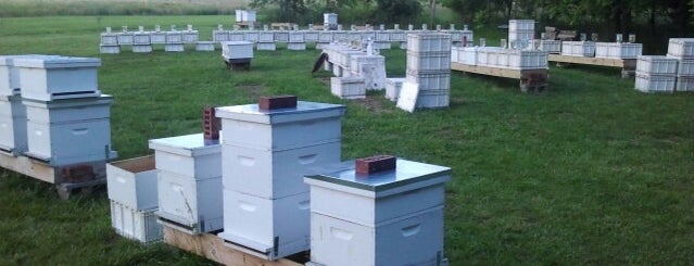 honey hive farms