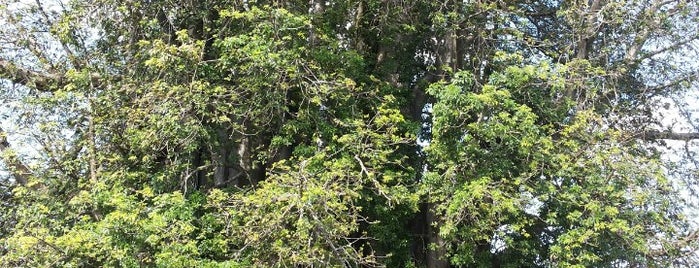 Baobá do Poeta is one of Lugares favoritos de Rafael.