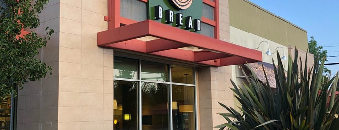 Panera Bread is one of Food.