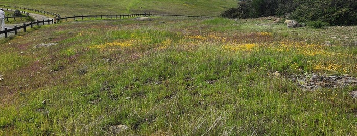 Edgewood County Park is one of California - In & Around San Francisco.