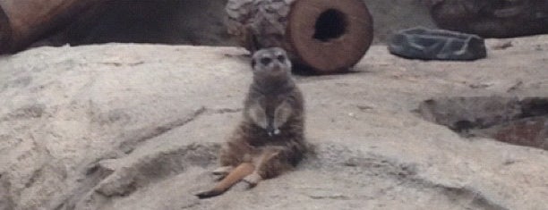 Meerkat Digs is one of Detroit Zoo.