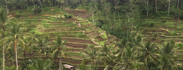 Tegallalang Rice Terraces is one of Beautiful Bali.