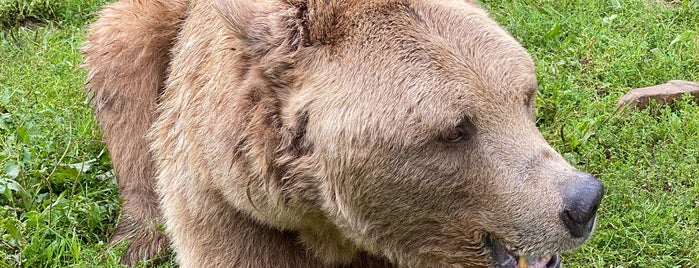 Brown bears rehabilitation center is one of Карпаты.
