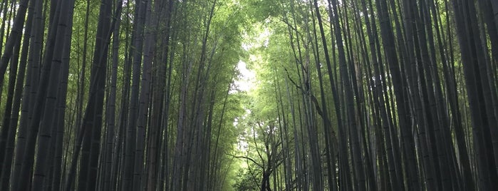 Arashiyama Bamboo Grove is one of Lugares favoritos de Stefan.