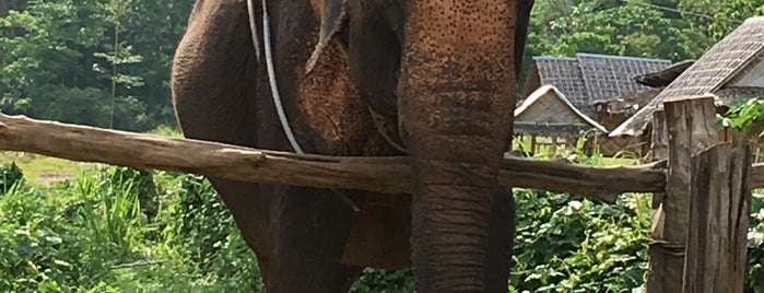 Elephant Trekking is one of Krabi, Thailand.