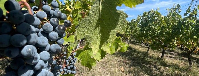 Arcadia Vineyards is one of Locais curtidos por Esra.