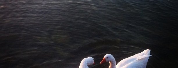 Volvi Lake is one of Canan’s Liked Places.