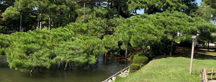 Karasakinomatsu Pine is one of Business trip to Kanazawa 2023.