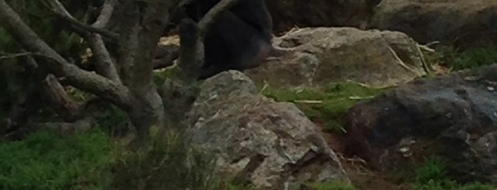 Mandrill Exhibit is one of Zoo.