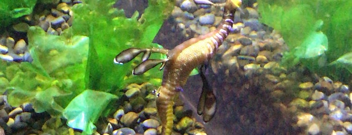 Georgia Aquarium is one of Queen: сохраненные места.