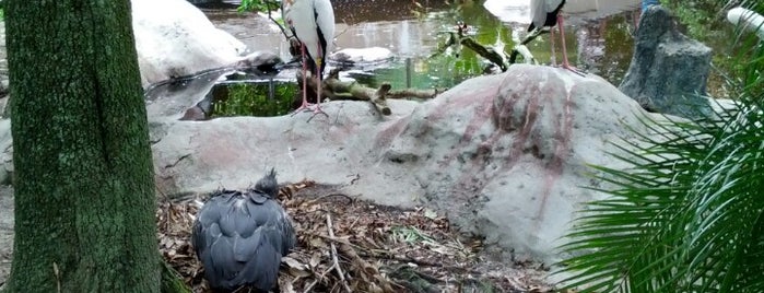 Jacksonville Zoo River Valley Aviary is one of สถานที่ที่ Lizzie ถูกใจ.