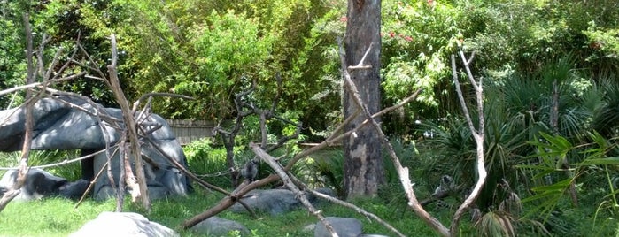 Jacksonville Zoo-Lemur is one of Lugares favoritos de Lizzie.