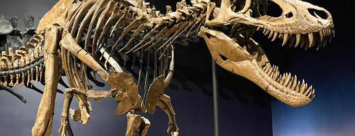 Burpee Museum Of Natural History is one of Things to do with kids in Chicagoland.