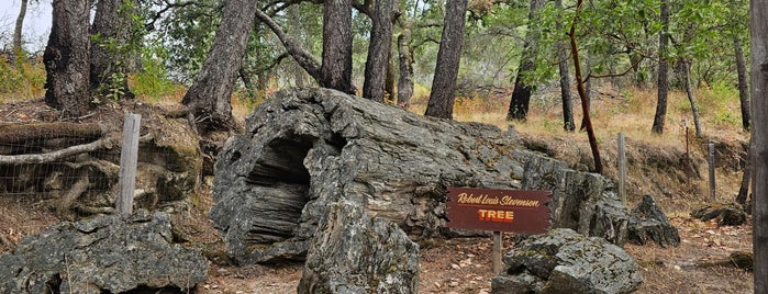 The Petrified Forest is one of Outdoor Adventures.