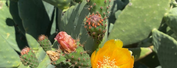 Santa Rosa Farmers Market is one of sonoma.