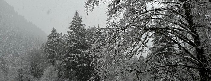 Howard Miller Steelhead Park is one of Bald Eagle Watching.