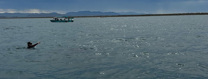 Azul Marino is one of La Paz y sus alrededores.