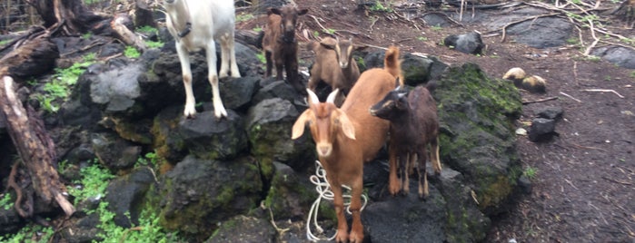 Old Kalapana Road Goat Institute is one of BIG ISLAND LUXE.