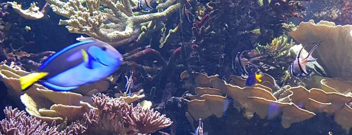 Aquarium is one of 1000 Things To Do In London (pt 2).