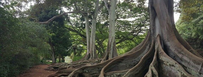 Allerton Botanical Garden is one of Kauai.
