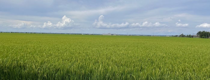 Sekinchan Paddy Field is one of Sekinchan.