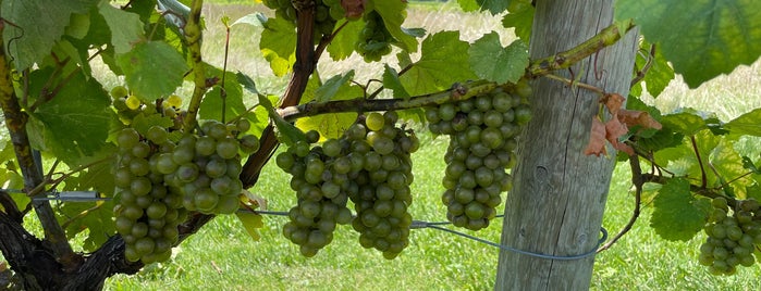 Standing Stone Vineyards is one of Finger Lakes Wine Trail & Some.