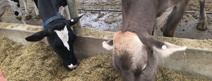 Shuler Dairy Farms is one of Tempat yang Disukai Debbie.